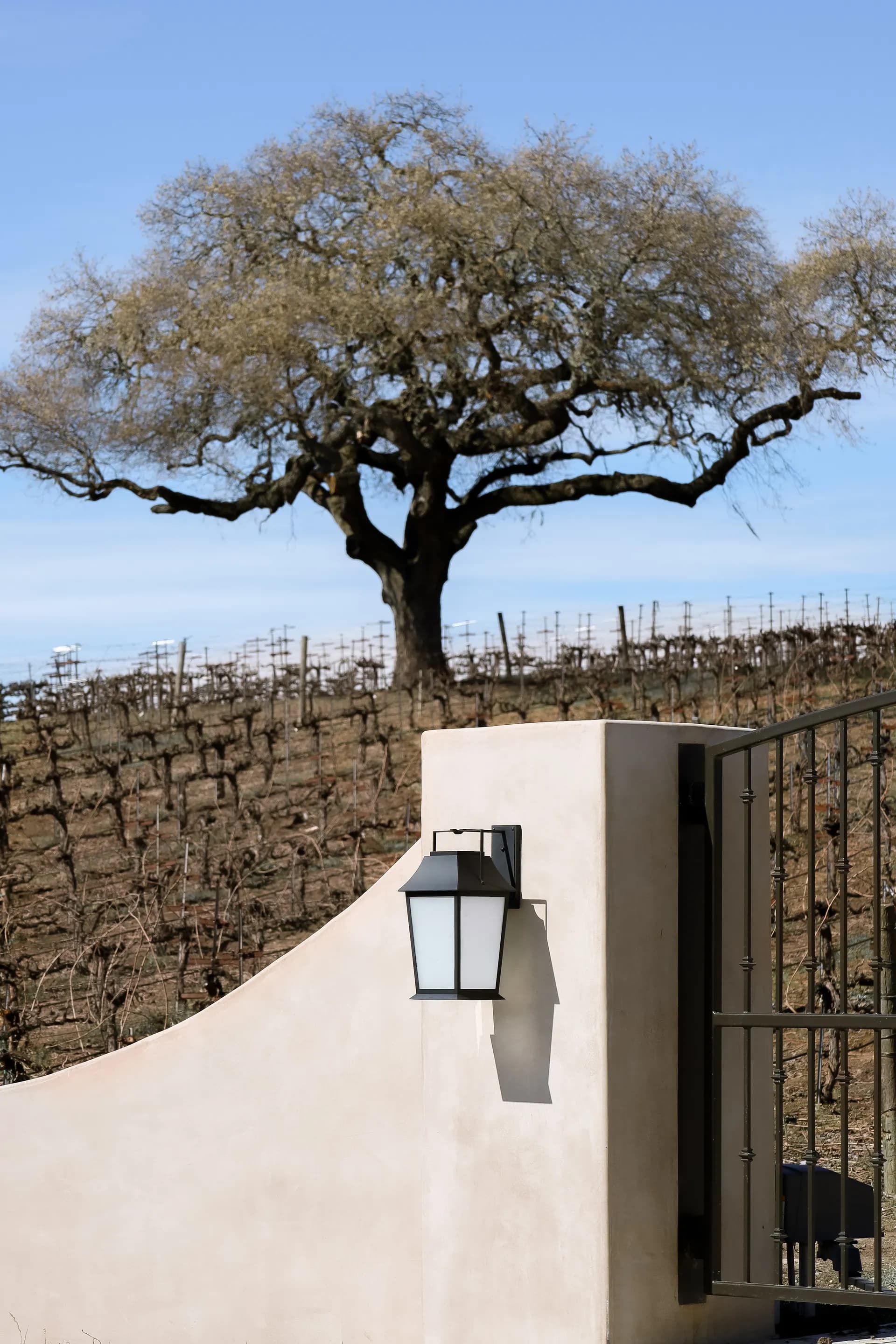 Modern adobe wall with black lantern fixture overlooking vineyard rows and oak tree under blue sky House Rupert interior design Santa Barbara and Montecito